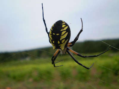 another+spider.jpg