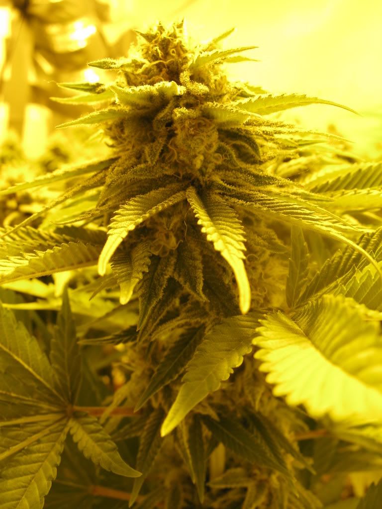 40Daysflowering001.jpg