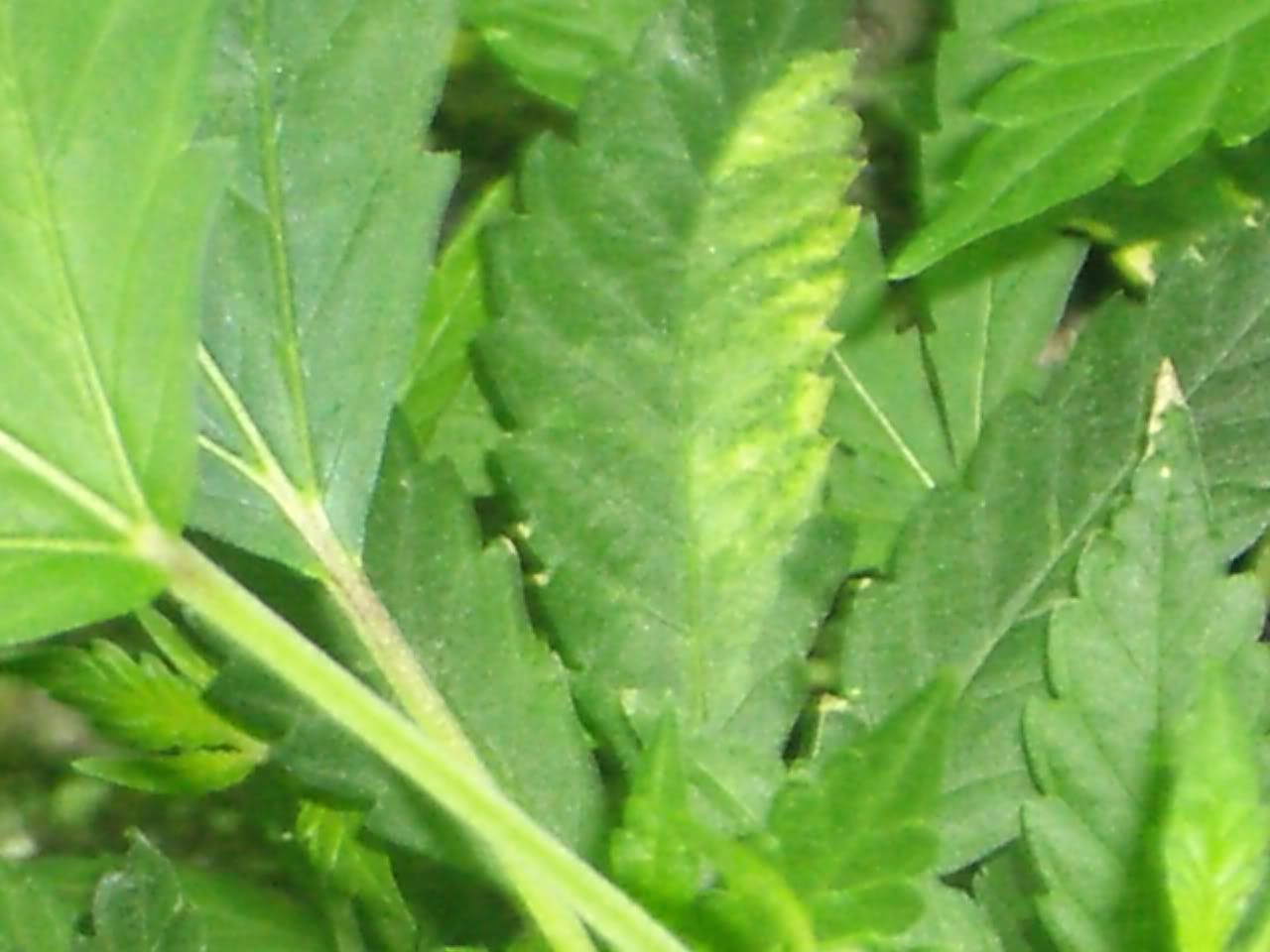 IMGP2618.jpg