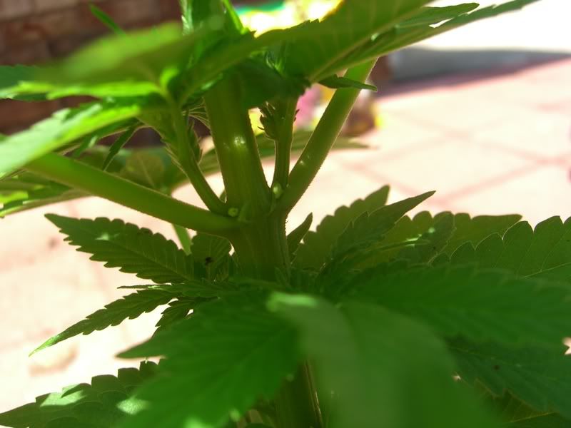 marijuana011.jpg