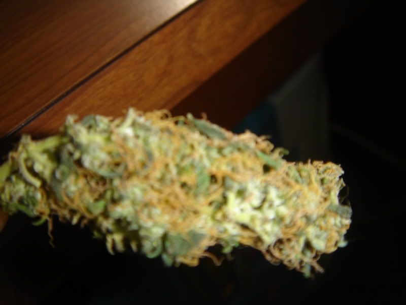 pipe004.jpg
