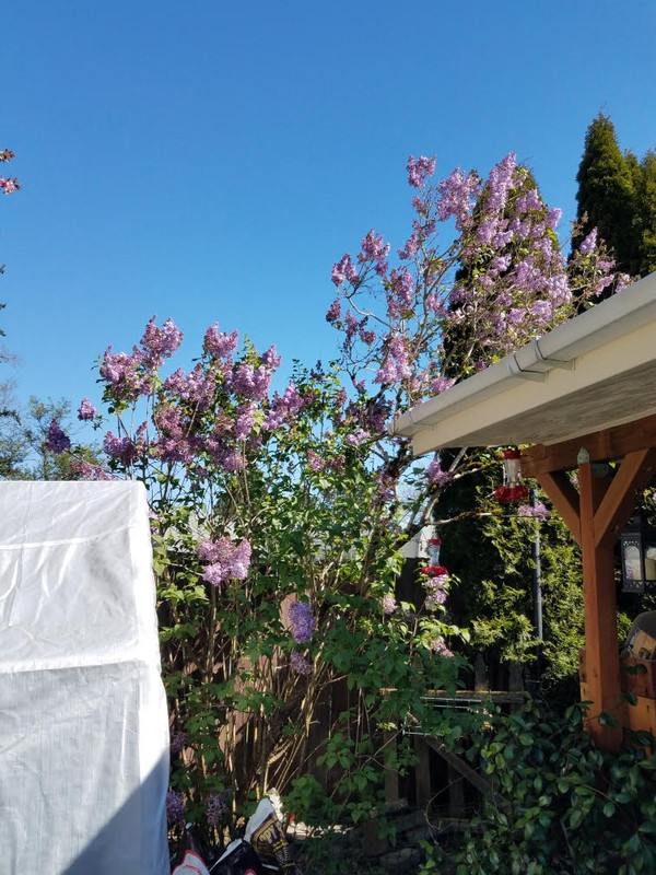 lilac.jpg