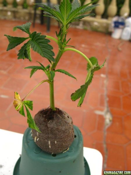 BB_CC_Clones_Sep18_044.jpg