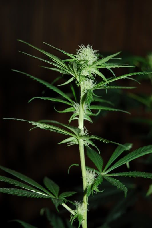 day20flower009.jpg