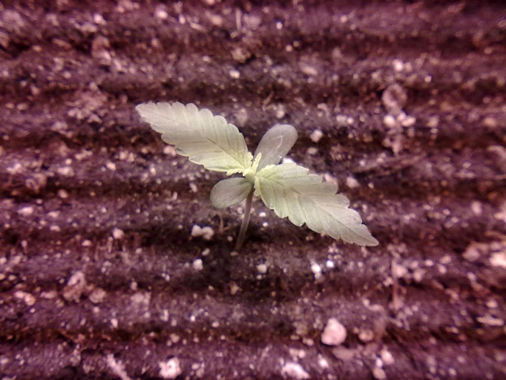 DAY5_PLANT2.jpg