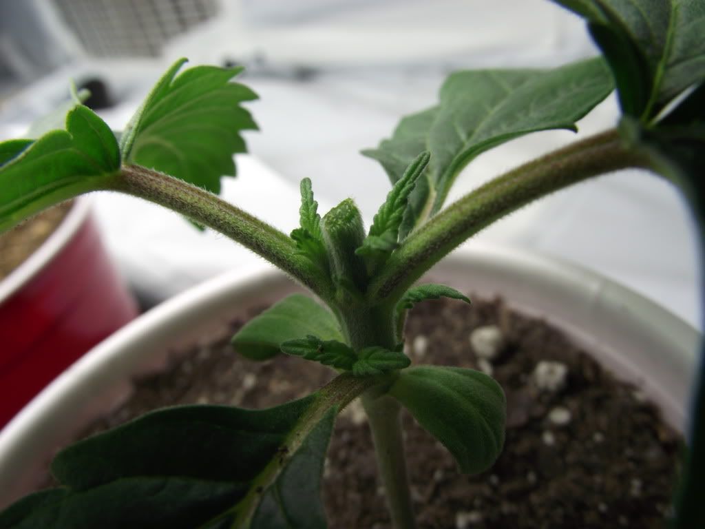 DSCF2218.jpg