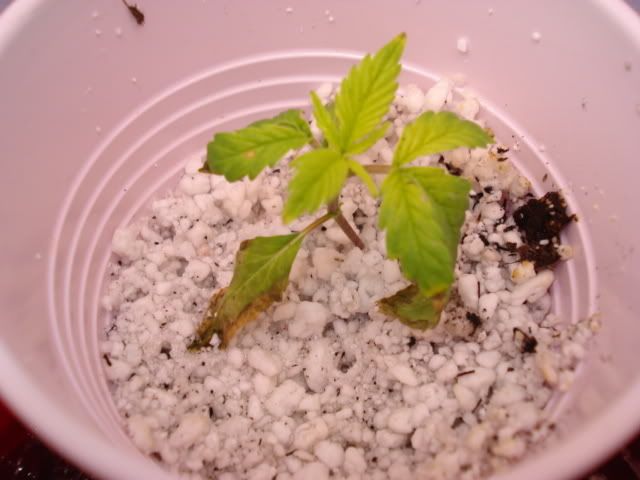DSC00070.jpg