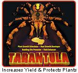 tarantula.jpg