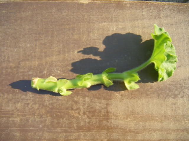 DSCF1536.jpg