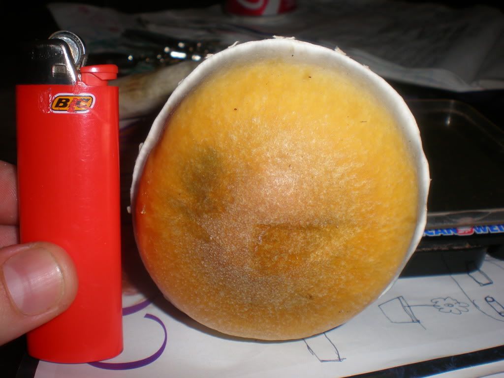 P6130037-1.jpg