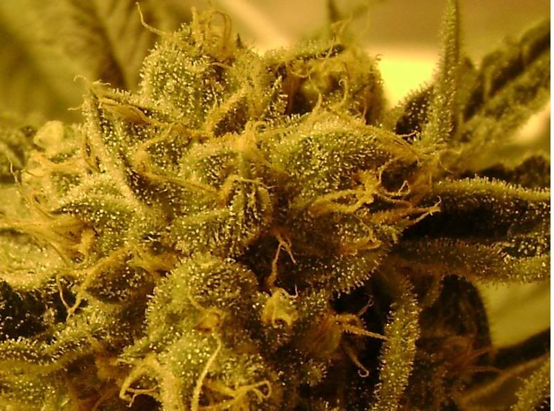 OGKUSHZOOM1-2.jpg