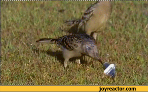 bird-knife-gif-865702.gif