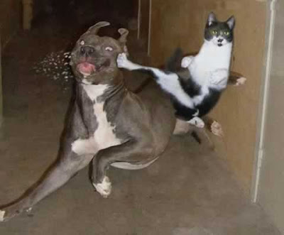 ninja-cat_kick.jpg