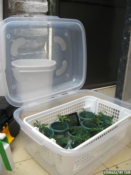 BB_CC_Grow_Update_Sep_13_033.jpg