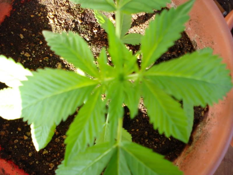 plant004.jpg