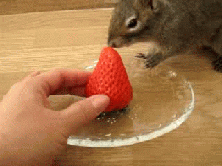 giphy.gif