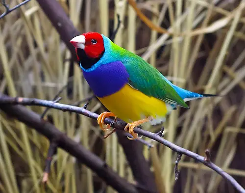 finches.jpg