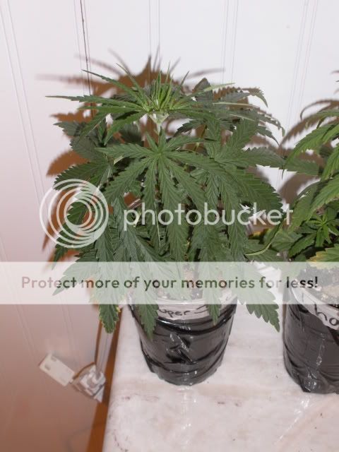 DSCN1657.jpg