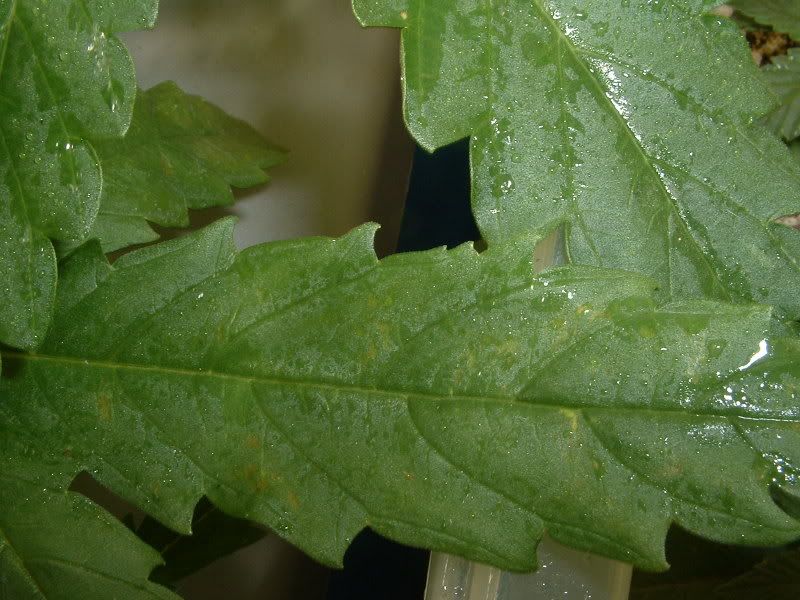 Picture007-3.jpg