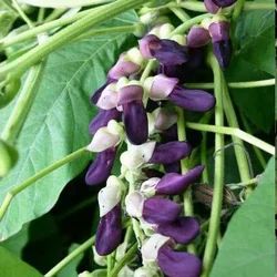 mucuna-cowitch-250x250.jpg