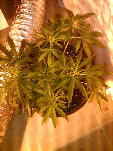 IMG00399-20110630-1906.jpg