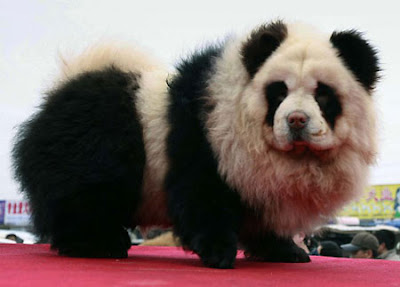panda%2Bdog