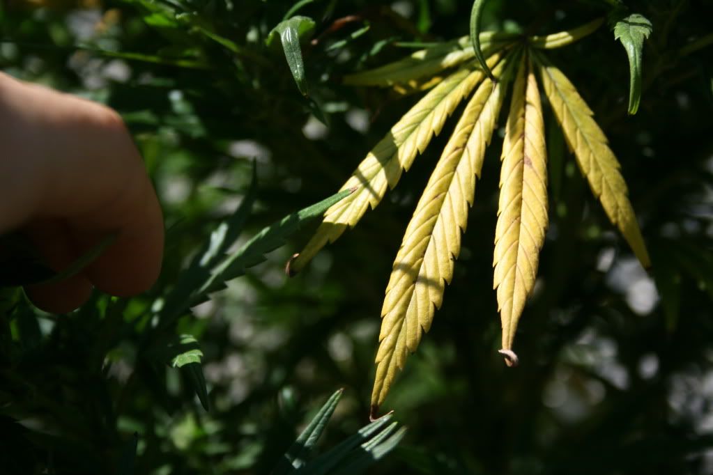 IMG_7951.jpg