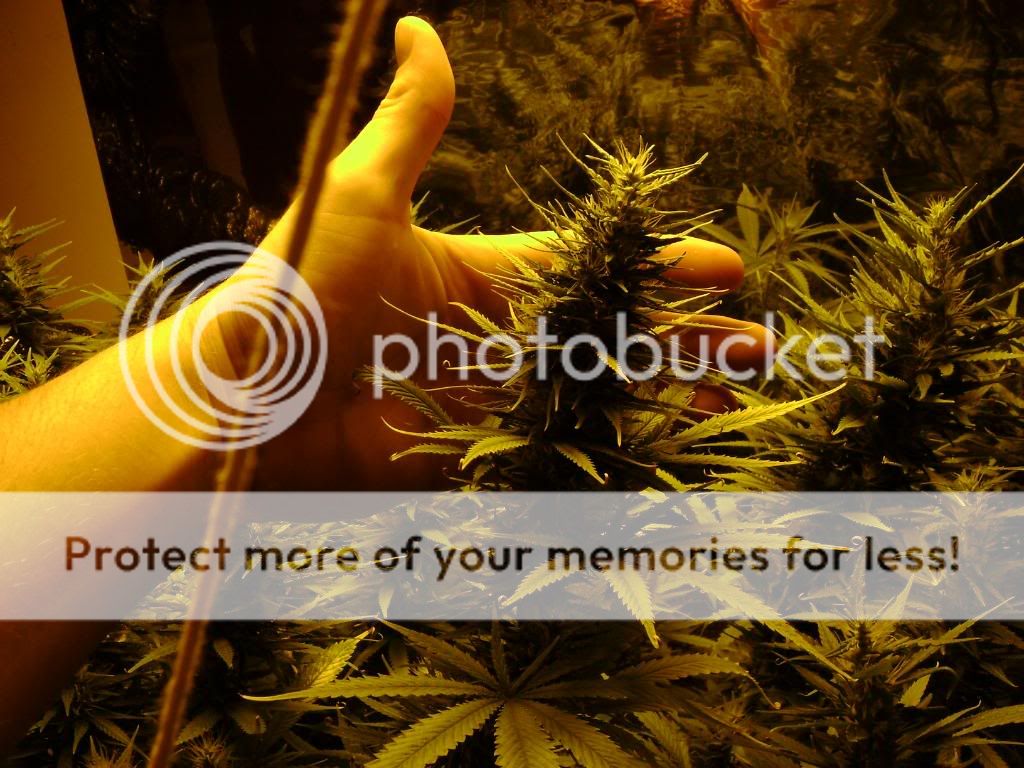 plantproblems048.jpg