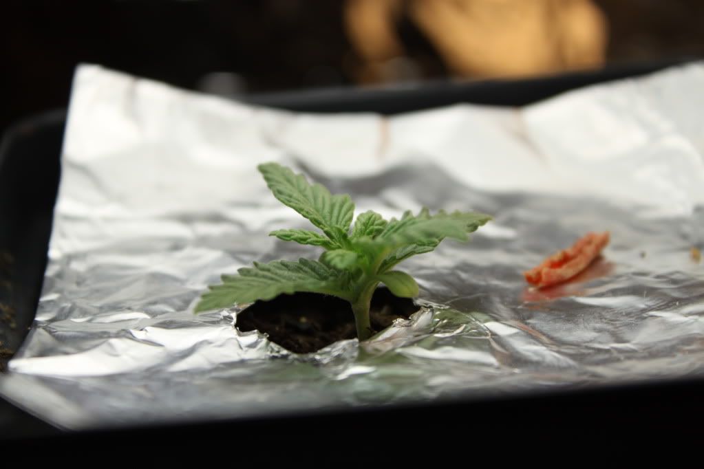 Seed3Day10.jpg