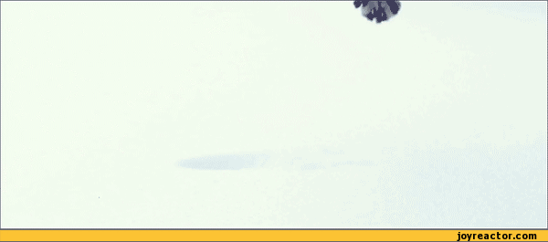 gif-cat-snow-631294.gif