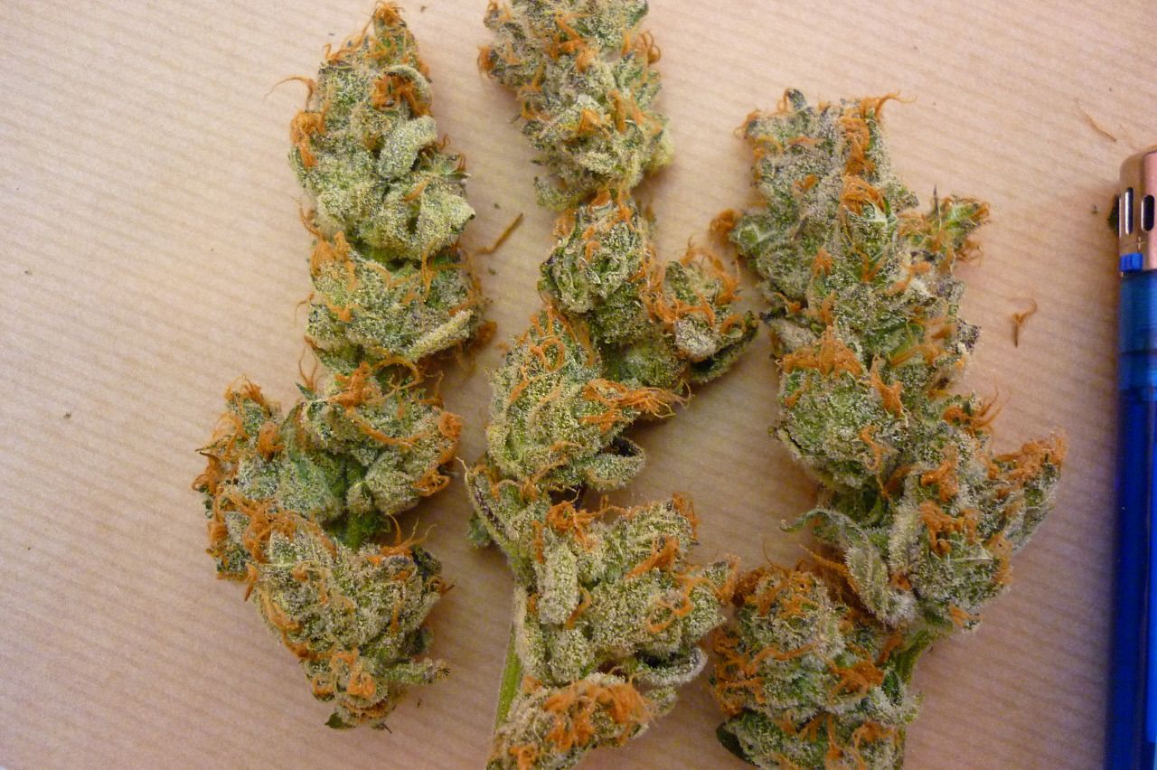 orangebud8.jpg