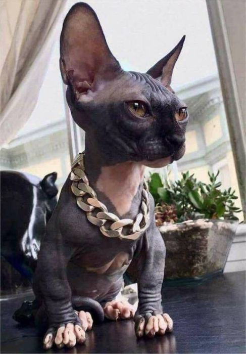 acid_picdump_38.jpg