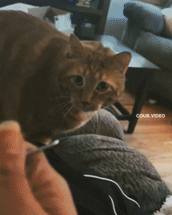 1667319251_12.gif