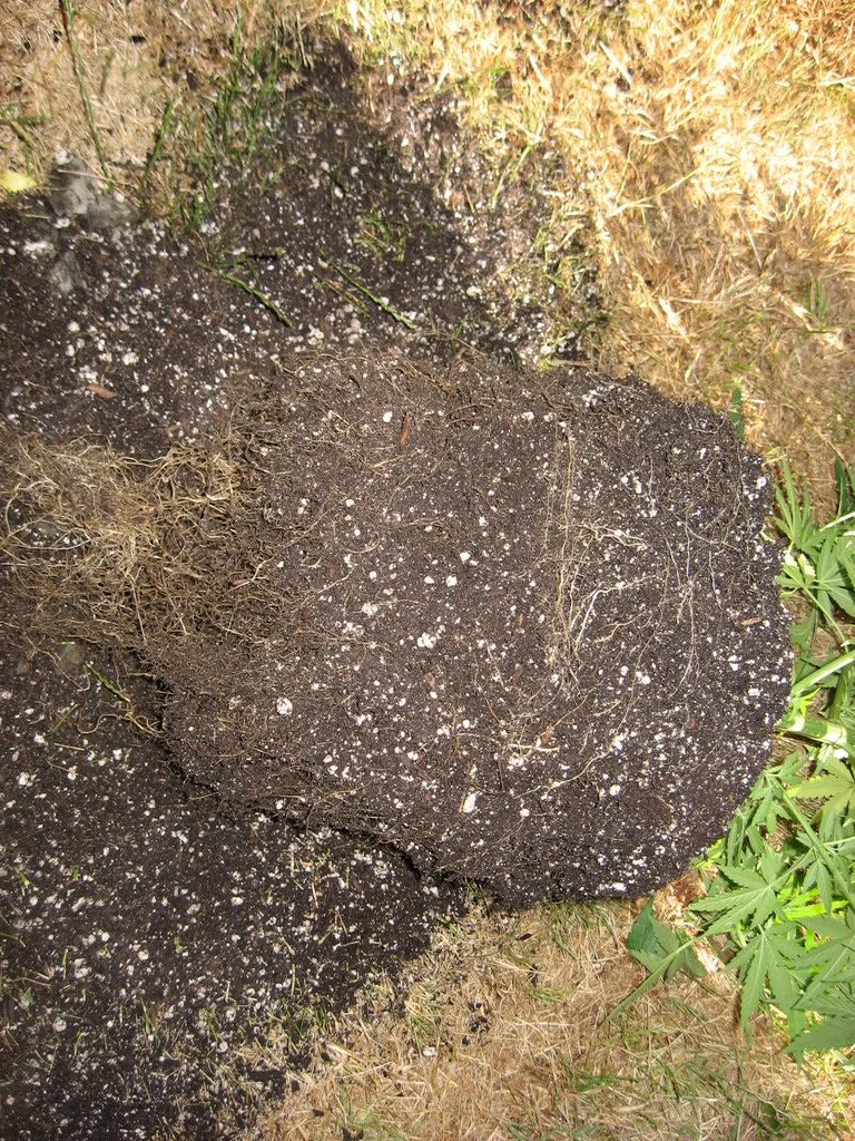 IMG_1276.jpg