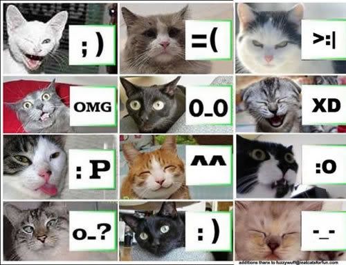 LOLCATS.jpg