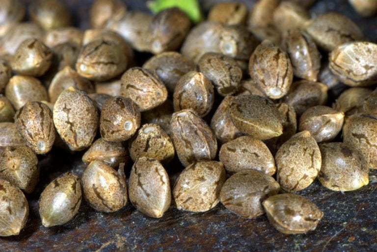 seeds-1-768x515.jpg