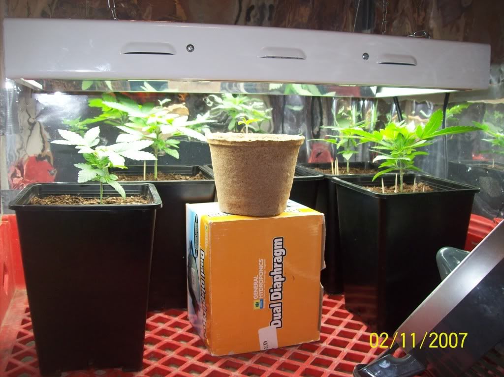 vegroom01.jpg