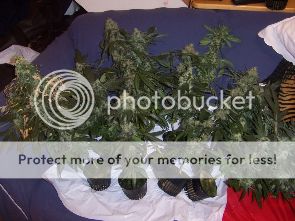 plantsoutforreschange.jpg