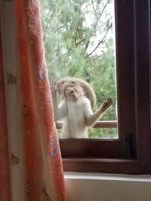 animals_24.jpg