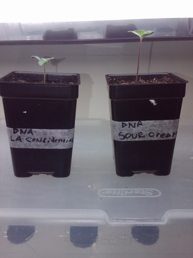 gard_2_seed.jpg