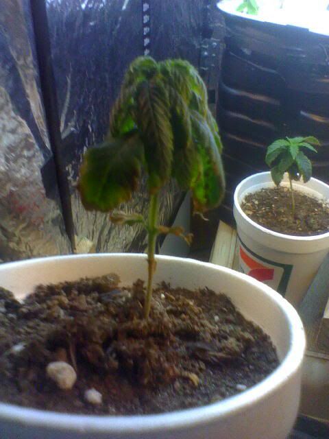 Apr11_0003.jpg