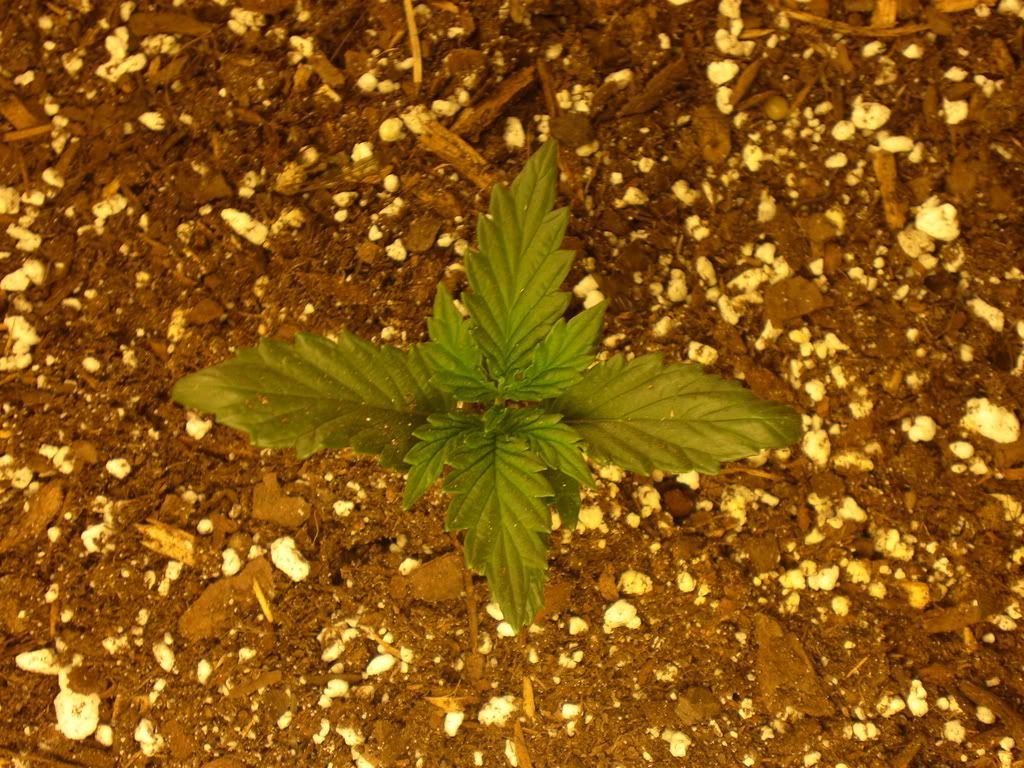 Grow115.jpg