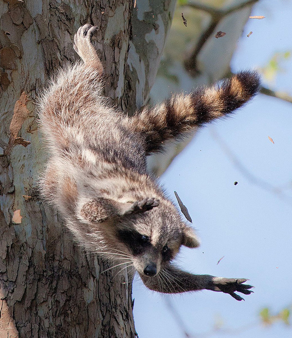 raccoons-photo-17.jpg