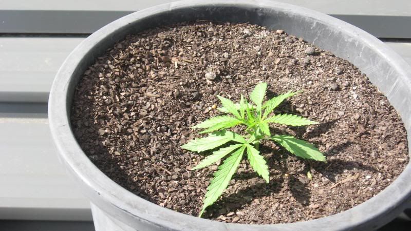 PLANTS002.jpg