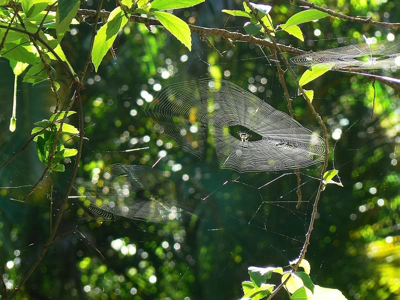 Spiderweb.jpg