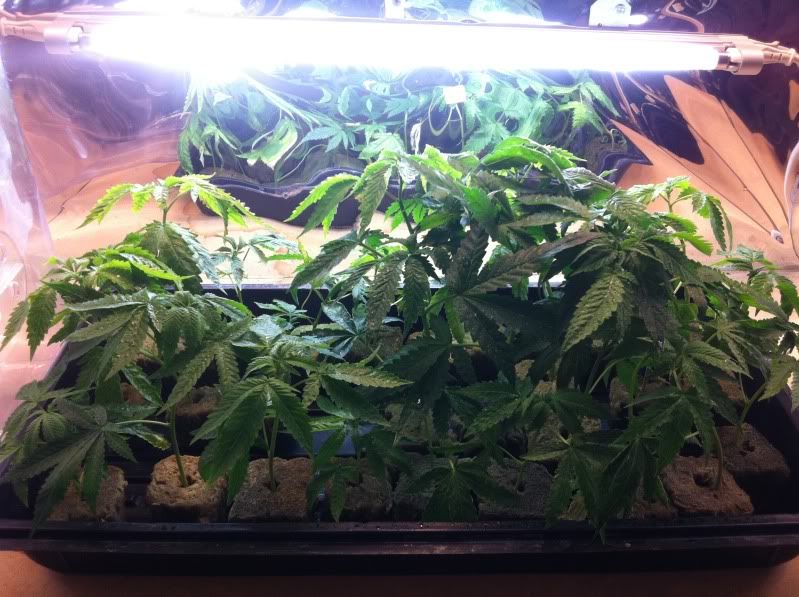 grow033.jpg