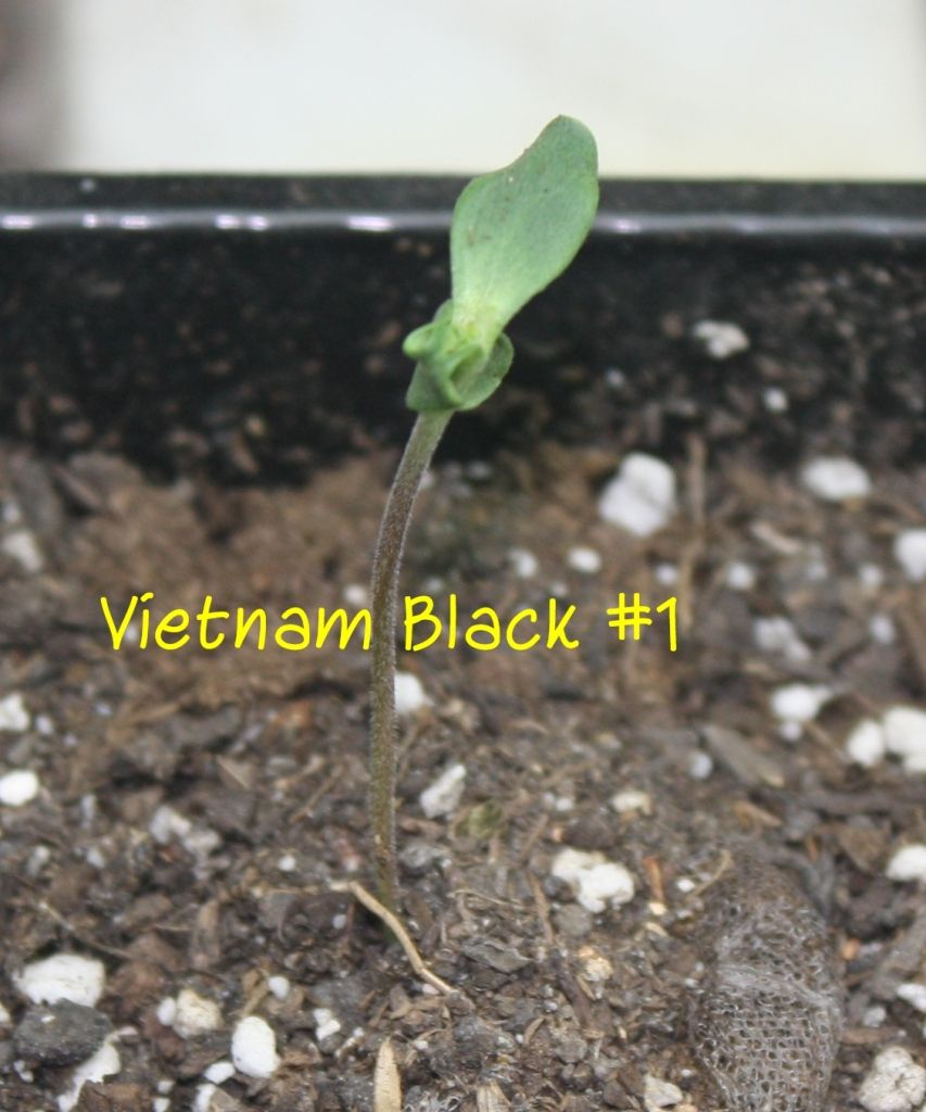 vb1_zps08f310c4.jpg