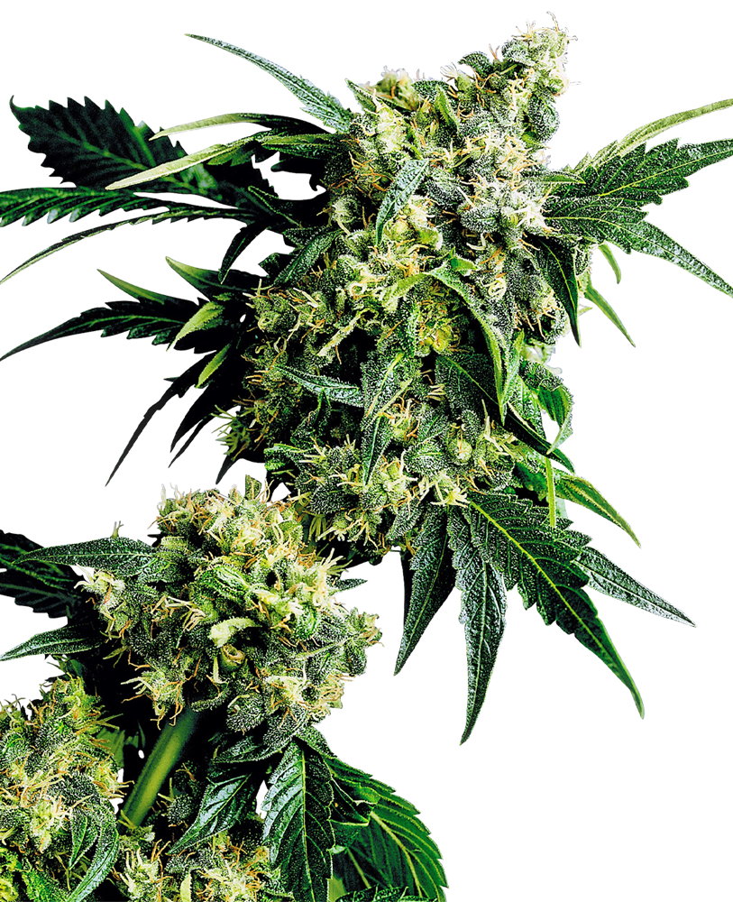 sensiseeds.com