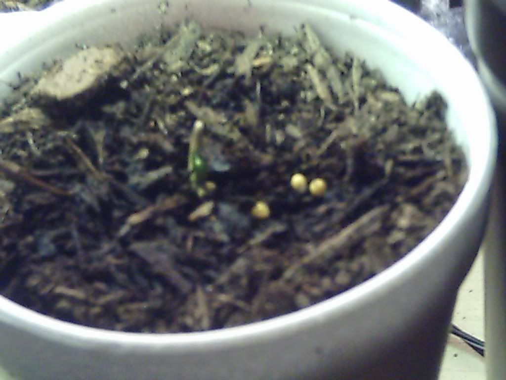 myplant19.jpg