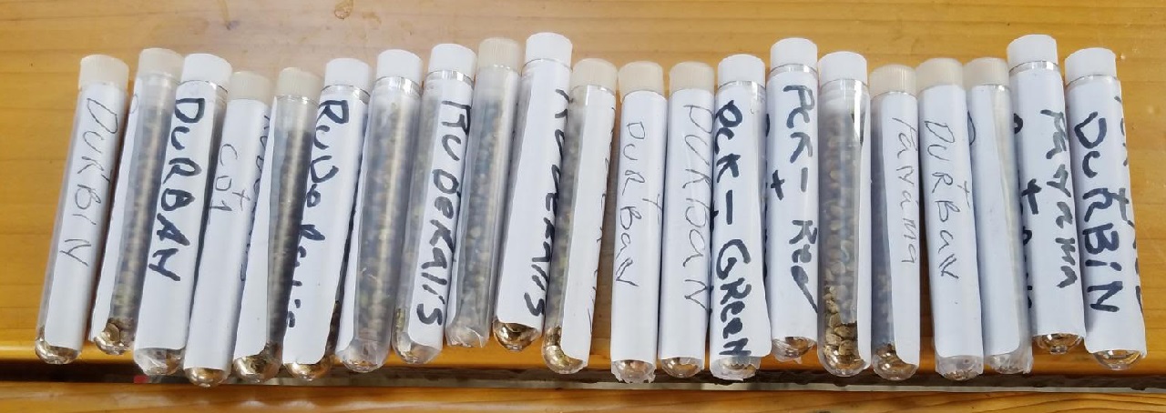 seeds93.jpg